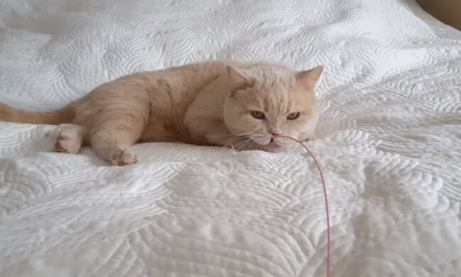 Die Katze. Quelle: Screenshot YouTube
