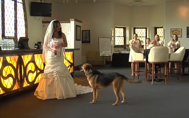 Eine Hochzeit mit Hunden. Quelle: Youtube Screenshot