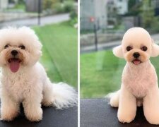 Erstaunliche Transformationen von Hunden, die schließlich in die Hände von Hundenfriseuren fielen