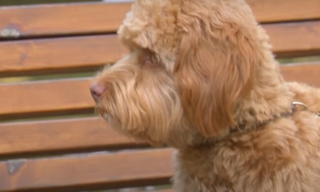 Hund. Quelle: Screenshot YouTube