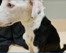 Hund. Quelle: Youtube Screenshot