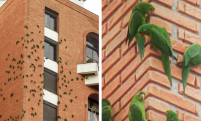 Warum Papageien an einem Backsteingebäude in Brasilien jahrelang nagen