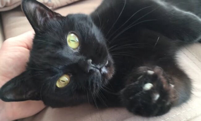 Kater. Quelle: Screenshot YouTube