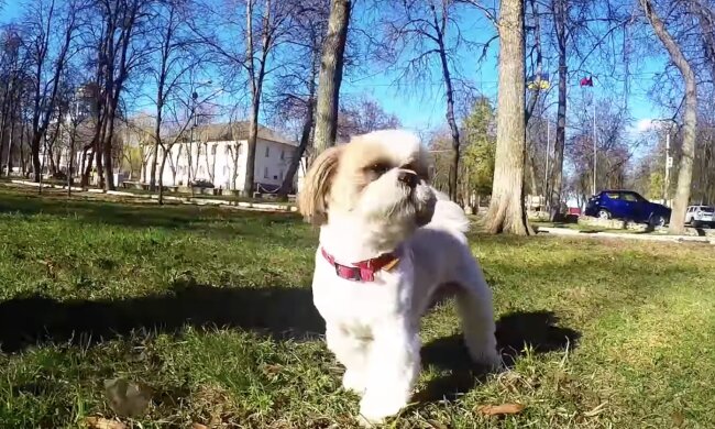 Hund. Quelle: Screenshot YouTube