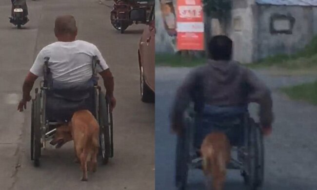 Wahrer Freund: Der Hund schiebt den Rollstuhl des Besitzers und hilft ihm, sich zu bewegen