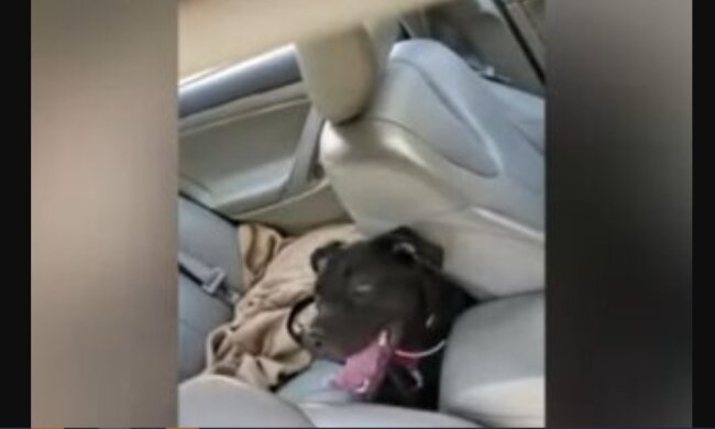 Hund. Quelle: Screenshot