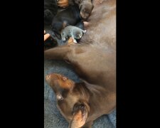 Dobermann-Mutter mit Babies. Quelle: Youtube Screenshot