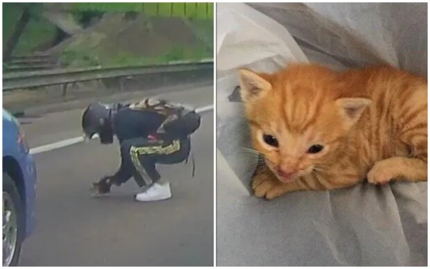 Kevin rettet ein Kätzchen. Quelle: Screenshot Youtube