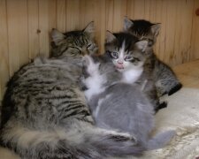 Katzenmutter und ihre Kätzchen. Quelle: Screenshot YouTube