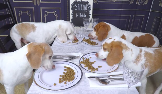 Mit vier Bassets im Restaurant. Quelle: Youtube Screenshot