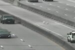 Hunde auf der Autobahn. Quelle: Youtube Screenshot
