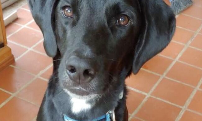 Hund. Quelle: Screenshot YouTube