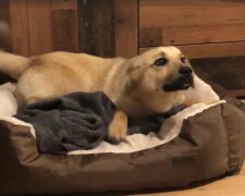 Echtes Glück: Ein obdachloser Hund bekam zum ersten Mal in seinem Leben eine Chance, in einem Tierbett zu schlafen