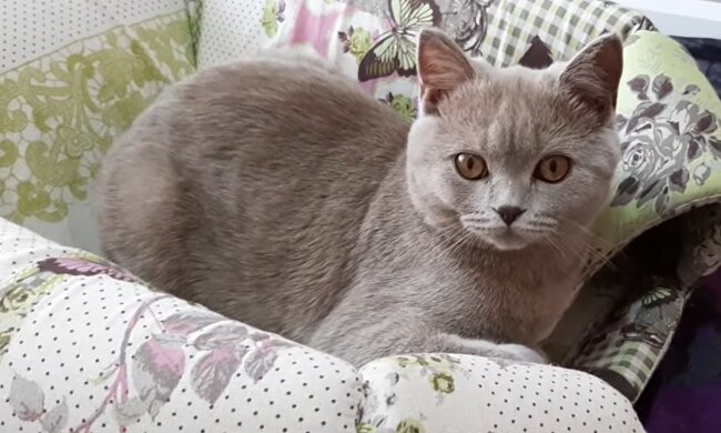 Wieder zu Hause: die seit über einem Jahr vermisste Katze wurde in einer Fabrik gefunden