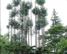 Daisugi: mit japanischer Technologie kann man Holz bekommen, ohne den Wald zu fällen