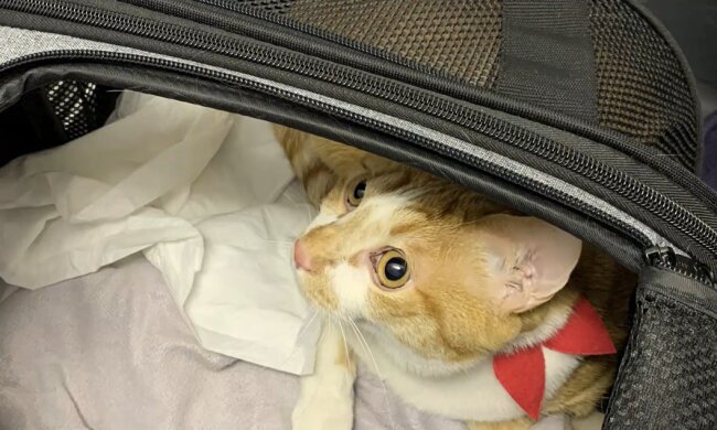 Katze im Flugzeug. Quelle: Youtube Screenshot