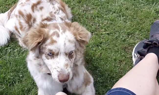 Hundcafe. Quelle: Screenshot YouTubge