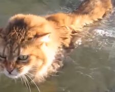 Katze im Fluss. Quelle: YouTube Screenshot