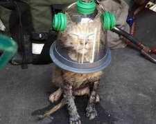 Feuerwehrleute verwenden eine spezielle Maske, um eine bewusstlose Katze zu retten