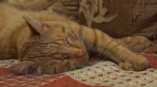 Die durchgefrorene  Katze bat die Menschen durch das Fenster herein zu kommen und fand neue Familie