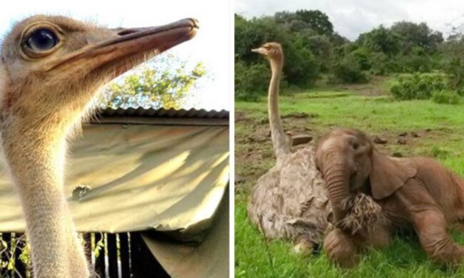 Der Elefant umarmt jeden Tag einen Strauß: Er hat seine Mutter verloren, hat aber einen Freund gefunden