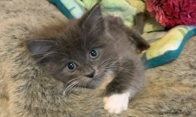 Sie wurde allein nicht gelassen: eine charmante Katze mit einer unheilbaren Krankheit hat ihr Zuhause gefunden