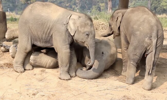 Elefanten. Quelle: Screenshot YouTube