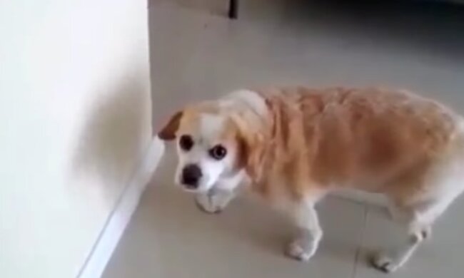 Schlauer Hund. Quelle: Screenshot Youtube