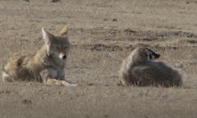 Kojote und Dachs. Quelle: Screenshot YouTube
