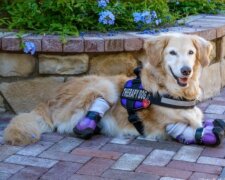 Retriever Chi-Chi hat keine Beine, aber er ist der berühmteste Hundetherapeut in Los Angeles