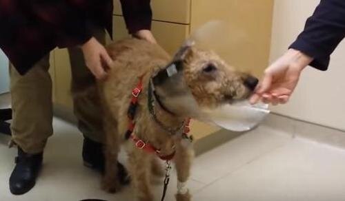 Ein Hund, der nicht sehen kann, erhält nach einer Operation sein Augenlicht zurück: 14 Millionen Nutzer weinen über seine Reaktion