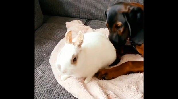 Eine Hündin aus dem Tierheim und ein Kaninchen haben sich seit ihrer ersten Begegnung nie getrennt
