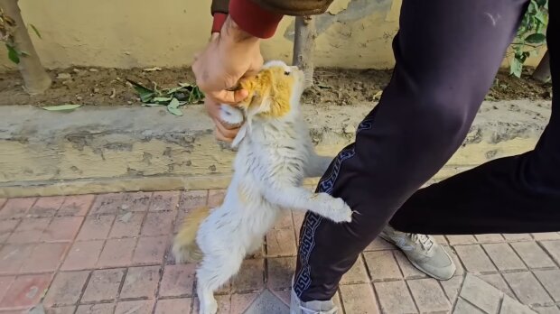 Die Rettung einer streunenden Katze. Quelle: Youtube Screenshot