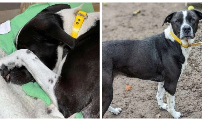 Hündin namens Jane. Quelle: petpop.сom