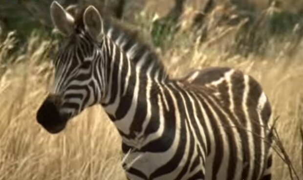 Zebra. Quelle: YouTube Screenshot