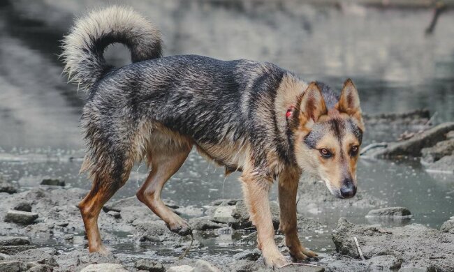 Er war der traurigste und ruhigste Hund im Tierheim, aber veränderte sich, als die neuen Besitzer kamen