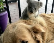 Wie der tapfere Hund den Koala rettete und ihn zu seiner Besitzerin brachte