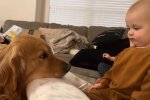 Golden Retriever als Kindermädchen. Quelle: Youtube Screenshot