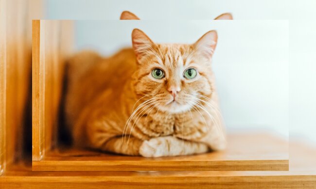 Die Katze. Quelle: dailymail.co.uk