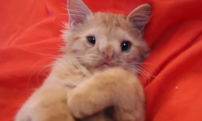 Umgeben von Fürsorge. Quelle: Screenshot YouTube