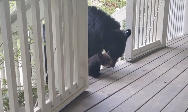 Bären. Quelle: Screenshot YouTube