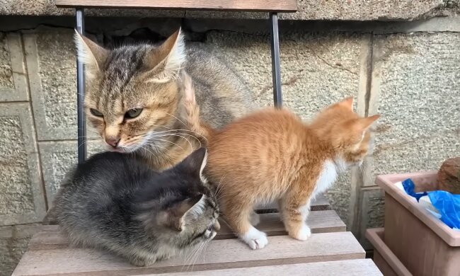 Mama Katze und ihre Kitten warten auf ihr Wunder. Quelle: Youtube Screenshot
