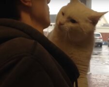 “Nimm mich mit”: Eine Tierheimkatze sprang auf die Schultern eines Mannes, um nach Hause gebracht zu werden