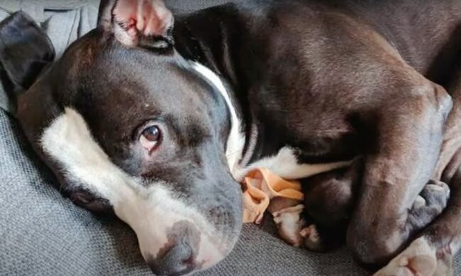 Der Hund wurde mitten auf der Felder verlassen und hörte auf, Menschen zu vertrauen: man ließ ihn aber nicht im Stich