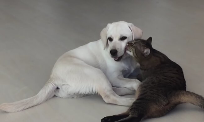 Ein obdachloses Kätzchen zitterte vor Angst, aber ein großer Labrador übernahm die Fürsorge für den Kleinen