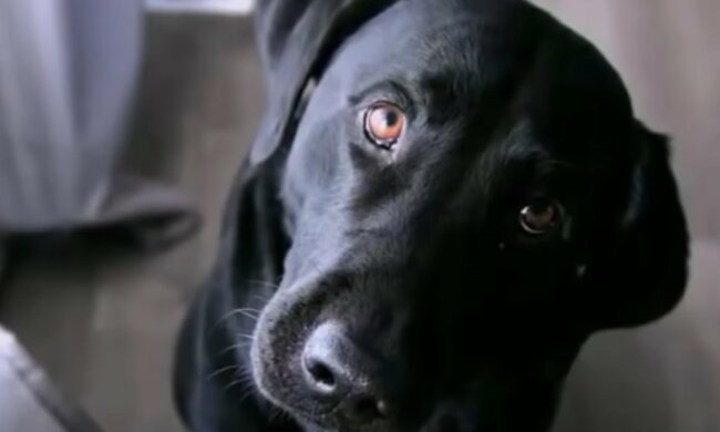 Geliebtes Haustier auf den ersten Blick. Quelle: Screenshot YouTube