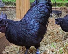 Ein Bauer fand seltsame schwarze Eier: Nach einer Weile schlüpften aus ihnen ungewöhnliche Tiere