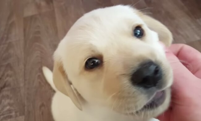 Die Familie bekam einen winzigen Welpen, der sich aber als gar nicht so klein herausstellte