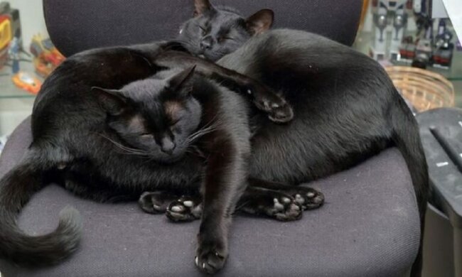 Sechs Jahre lang verließ der Mann nicht die Hoffnung, seine vermisste Katze zu finden, und sie fand ihn selbst