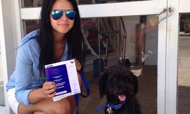 Wie ein griechischer Mischling Hund britische Touristin vor Hooligans rettete und ein Zuhause fand